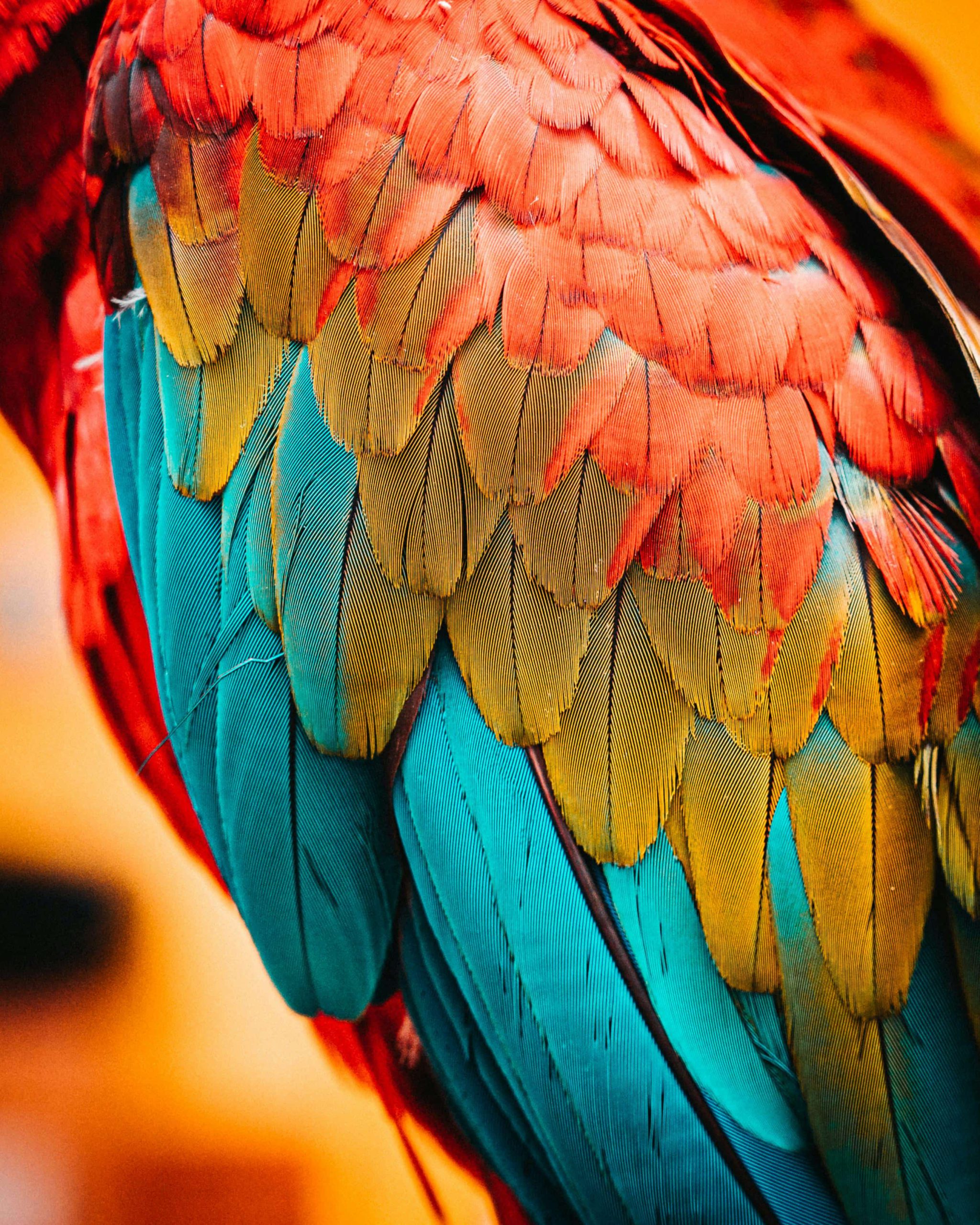 Close-up of colorful parrot feathers in red, gold, and teal